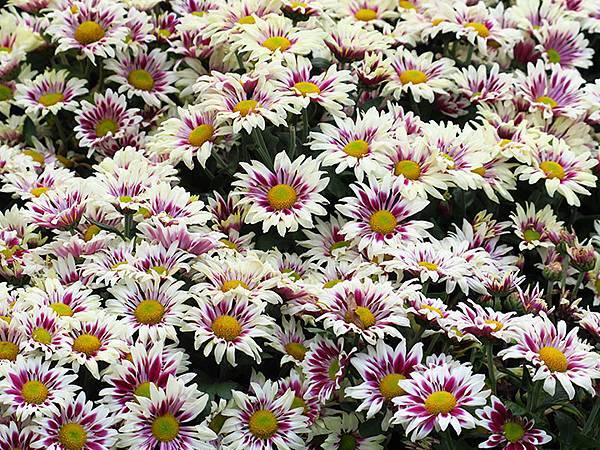 chrysanthemum e3.JPG chrysanthemum e3.JPG