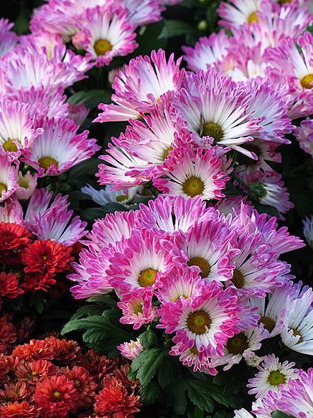 chrysanthemum d8.JPG chrysanthemum d8.JPG
