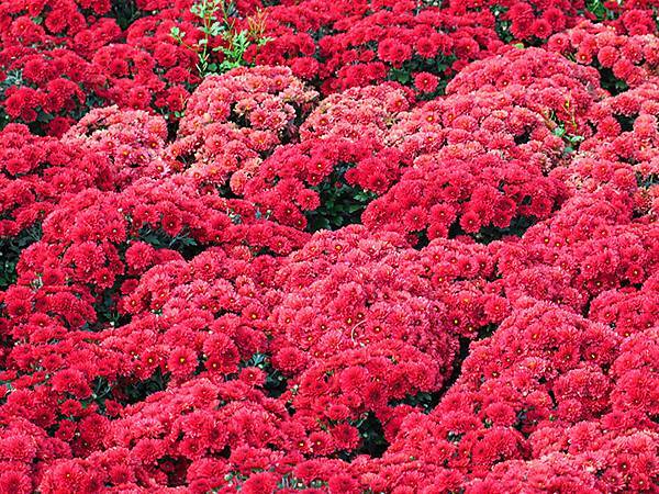 chrysanthemum d7.JPG chrysanthemum d7.JPG