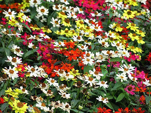 chrysanthemum e1.JPG chrysanthemum e1.JPG