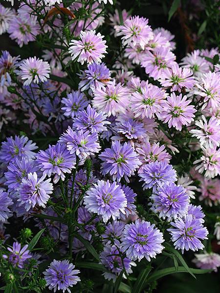 chrysanthemum e2.JPG chrysanthemum e2.JPG