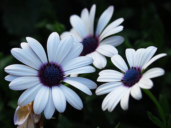 chrysanthemum e7.JPG chrysanthemum e7.JPG