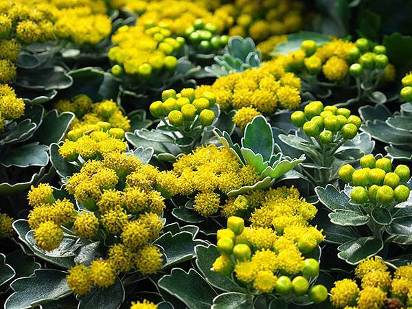 chrysanthemum e9.JPG chrysanthemum e9.JPG