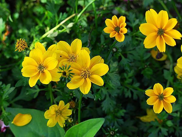 chrysanthemum e5.JPG chrysanthemum e5.JPG