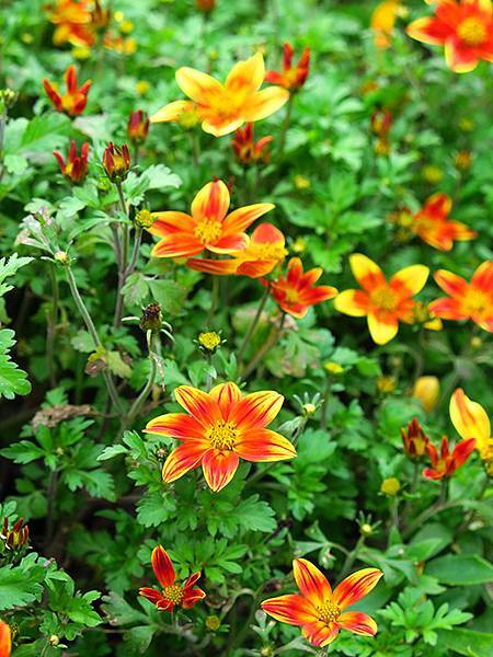 chrysanthemum e8.JPG chrysanthemum e8.JPG