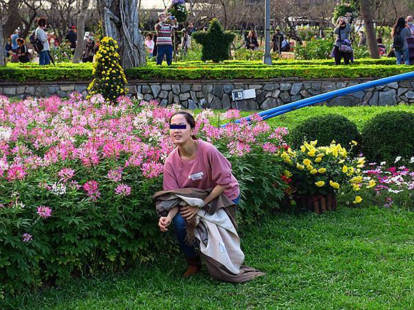 chrysanthemum f3.JPG chrysanthemum f3.JPG