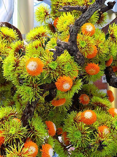 chrysanthemum f2.JPG chrysanthemum f2.JPG