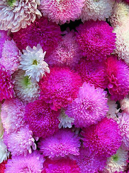 chrysanthemum f1.JPG chrysanthemum f1.JPG