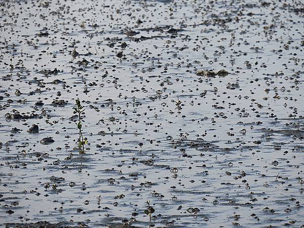 Fubao d4.JPG Fubao d4.JPG