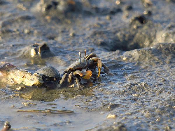 Fubao d5.JPG Fubao d5.JPG