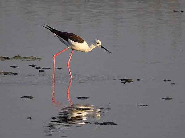 Fubao d1.JPG Fubao d1.JPG