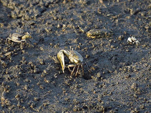 Fubao d6.JPG Fubao d6.JPG