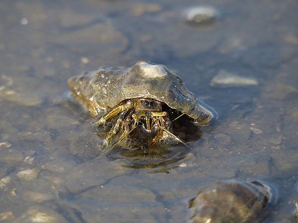 Fubao d8.JPG Fubao d8.JPG