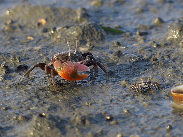 Fubao d7.JPG Fubao d7.JPG