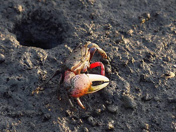 Fubao e7.JPG Fubao e7.JPG