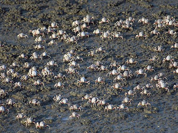 Fubao e3.JPG Fubao e3.JPG