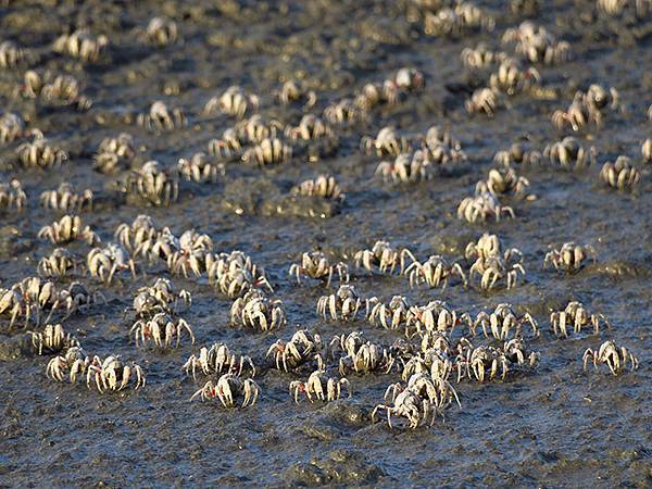 Fubao e5.JPG Fubao e5.JPG