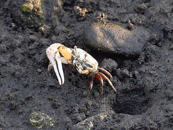 Fubao e8.JPG Fubao e8.JPG