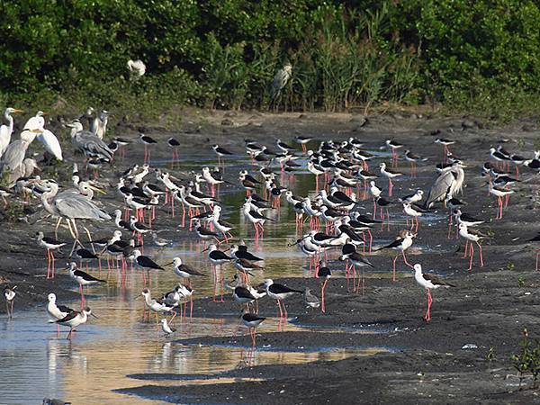 Fubao g1.JPG Fubao g1.JPG