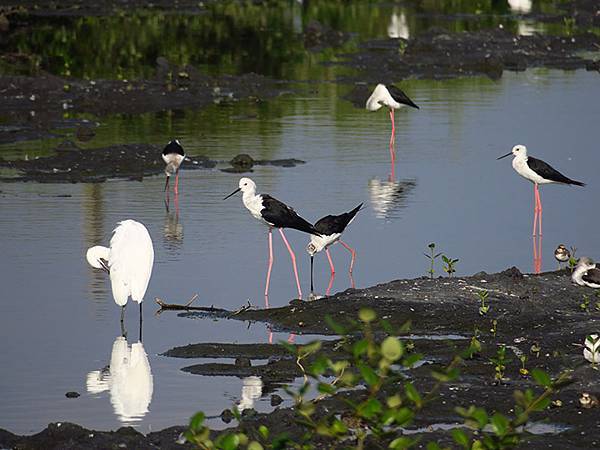 Fubao g2.JPG Fubao g2.JPG