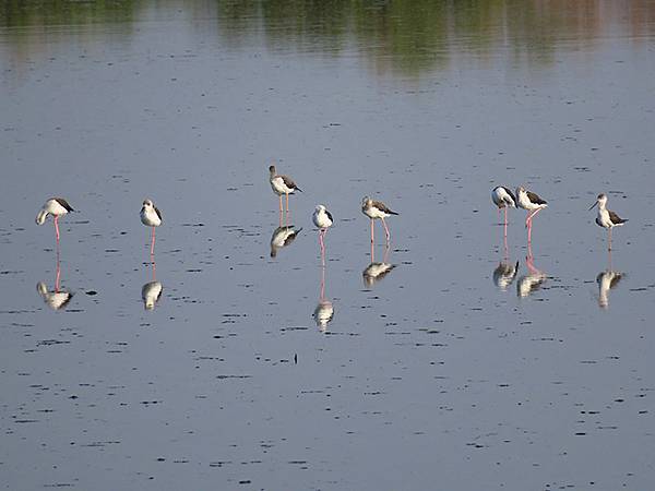 Fubao g4.JPG Fubao g4.JPG