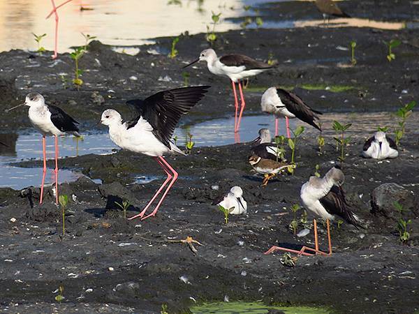 Fubao g3.JPG Fubao g3.JPG