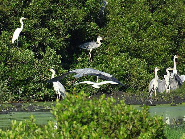 Fubao f2.JPG Fubao f2.JPG