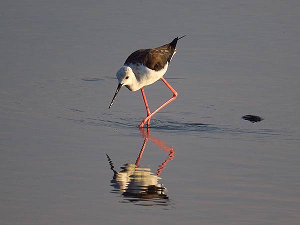 Fubao g7.JPG Fubao g7.JPG