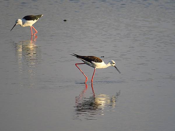 Fubao g5.JPG Fubao g5.JPG