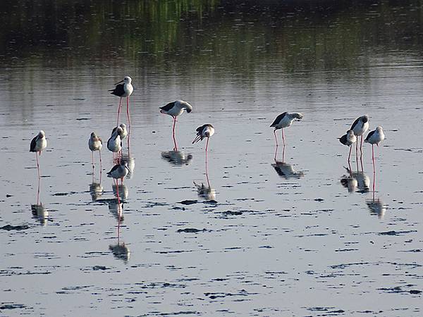 Fubao g6.JPG Fubao g6.JPG