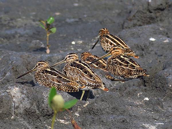 Fubao h1.JPG Fubao h1.JPG