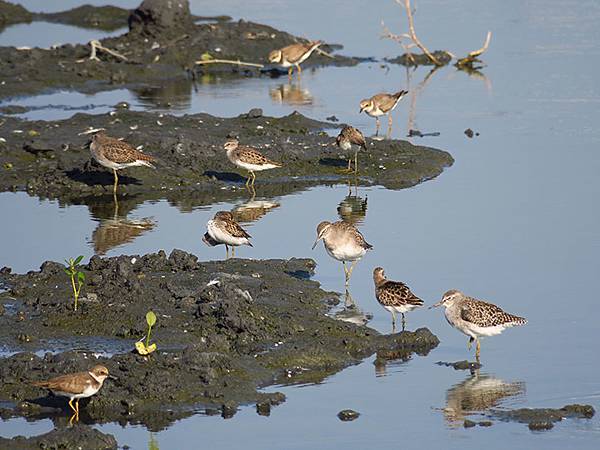 Fubao h4.JPG Fubao h4.JPG