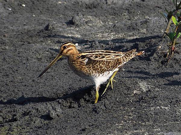 Fubao h2.JPG Fubao h2.JPG