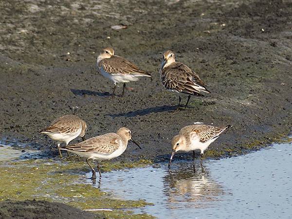 Fubao h6.JPG Fubao h6.JPG