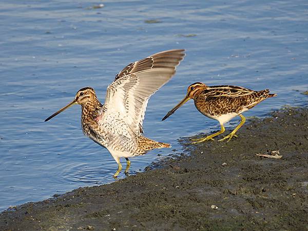 Fubao h3.JPG Fubao h3.JPG