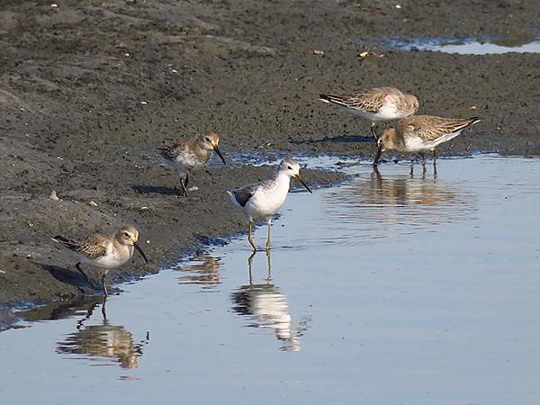 Fubao h5.JPG Fubao h5.JPG