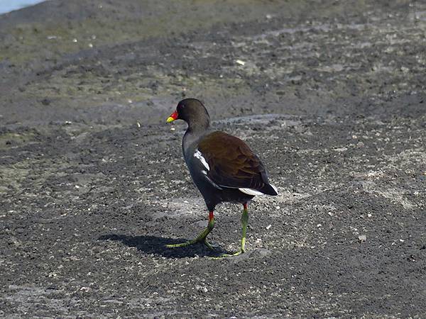 Fubao i1.JPG Fubao i1.JPG