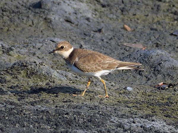 Fubao h9.JPG Fubao h9.JPG