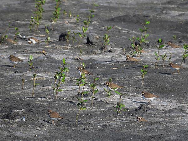 Fubao h10.JPG Fubao h10.JPG