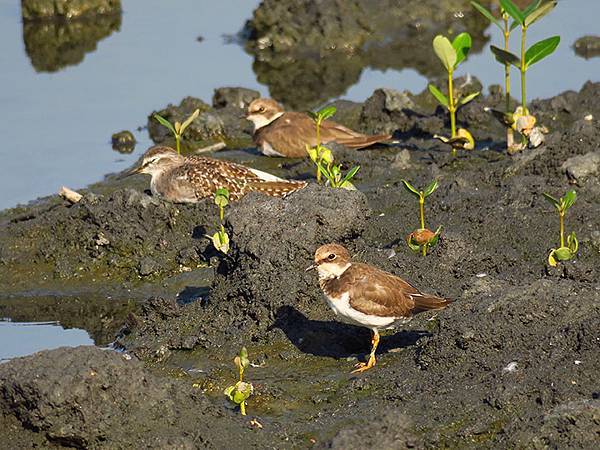 Fubao h8.JPG Fubao h8.JPG