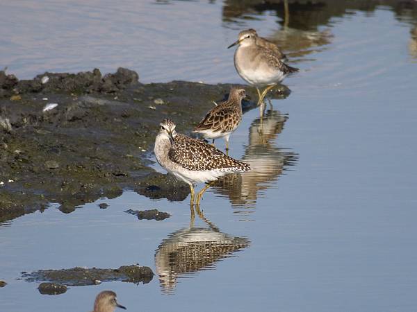 Fubao h7.JPG Fubao h7.JPG