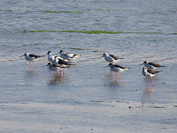 Fubao i4.JPG Fubao i4.JPG