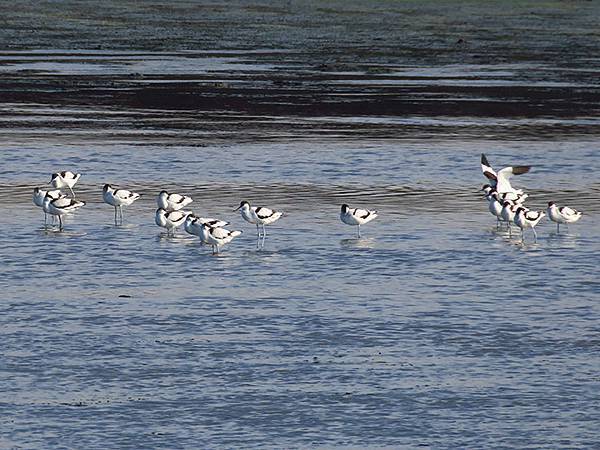 Fubao i2.JPG Fubao i2.JPG