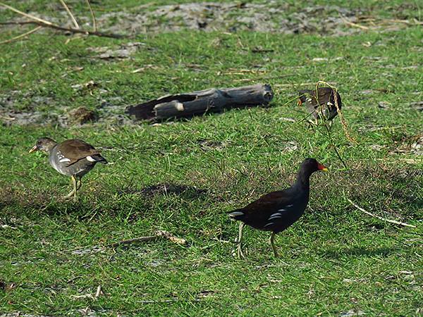 Fubao i5.JPG Fubao i5.JPG