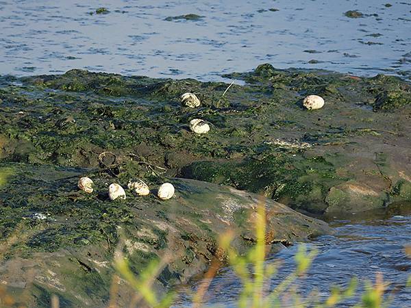 Fubao i6.JPG Fubao i6.JPG