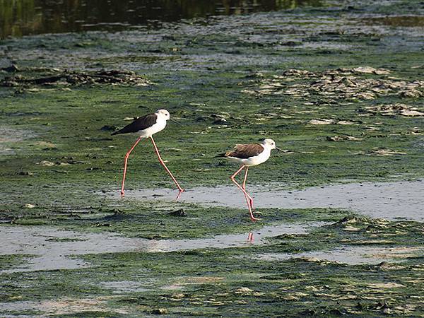 Fubao g8.JPG Fubao g8.JPG