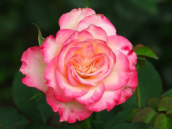 Rose a6.JPG