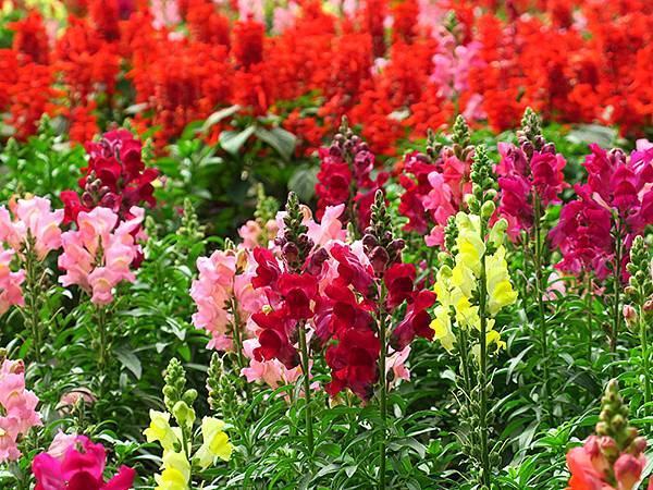 Yuanlin c3.JPG Yuanlin c3.JPG