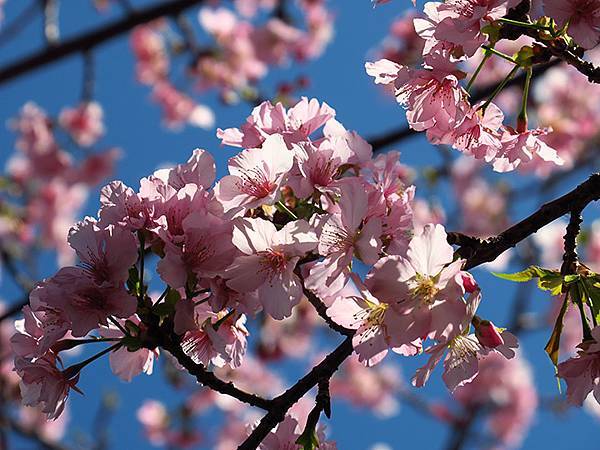 Taipei cb b5.JPG Taipei cb b5.JPG