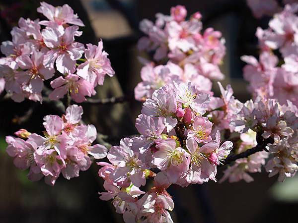 Taipei cb c3.JPG Taipei cb c3.JPG